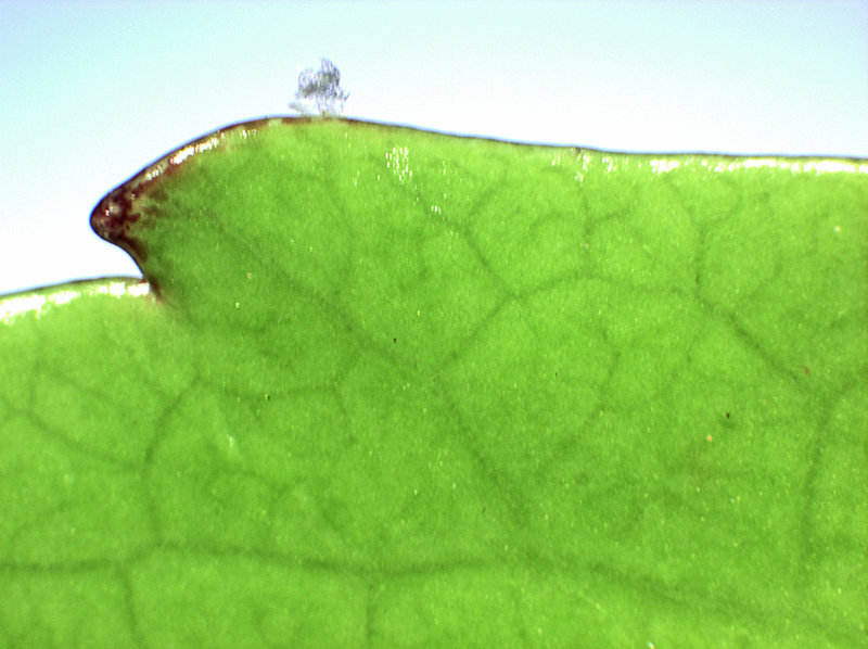 Alseuosmia macrophylla The University of Auckland